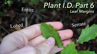 How To Describe The Margin of a Leaf  Plant ID Part 6 [upl. by Orofselet624]