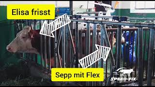 Klauenpflege mit SpeedFix Klauenpflegestand  Kuh frisst während Klauenpflege [upl. by Millisent]