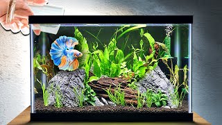 EASY Planted Tank Tutorial for Betta Fish Step by Step [upl. by Assilana463]