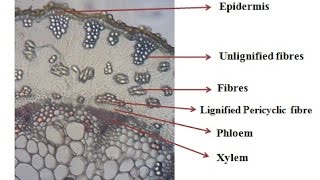 Microscopy of Ephedra stem its Transverse section powder characteristics of plant stem [upl. by Alyekahs]