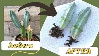 How to Root a Cactus Offset WITH RESULTS  Propagate a Cactus [upl. by Ekard821]