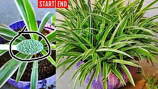 My SECRETS To Make SPIDER Plant BUSHY 100 Success [upl. by Dunseath]