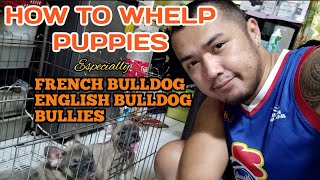 HOW TO WHELP PUPPIES 10 TIPS FOR BEGINNER  Dogtime TV [upl. by Cowie]