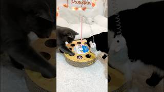 new fun hunting box petsmart catlover cutecats funnycats cattoys PetSmart AnythingforPets [upl. by Raknahs185]