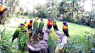 Australian Cheeky Lorikeets in Bath [upl. by Yejus]