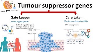 Carcinogenesis  Mechanism of action ProtoOncogenes vs Oncogenes tumor suppressor gene P53 [upl. by Onirotciv99]