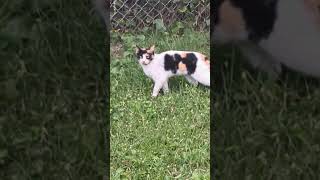 Queivere the Calico cat calico kitten animals Pets [upl. by Erick616]