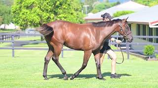 Lot 206 Telemon Thoroughbreds [upl. by Notnad]