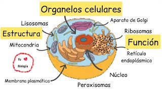 Organelos celulares estructura y función  BiologíayEcología Clasesdebiología [upl. by Ikkir]