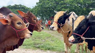 cow unloading cow videos cow video big cow goru hamba cow Ep  324 [upl. by Antoni844]