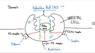 Proton Pump Inhibitors Explained in 4 Minutes [upl. by Nortad474]