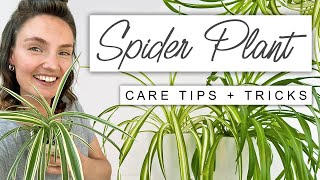 Best TIPS For Spider Plant 🌱 Complete Care For Spider Plant [upl. by Alrahs222]