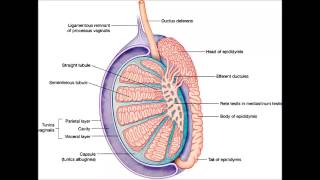 Inflammation du testicule orchite [upl. by Epotimet]