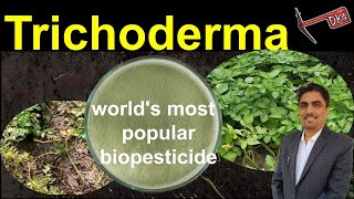 Episode 21 Trichoderma  Highly Effective Control of Crop Diseases amp Excellent Soil Health Input [upl. by Nilorac93]