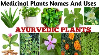 Medicinal Plants And their Uses 20 Ayurvedic Plants Name Medicinal Herbs You Can GrowPlants [upl. by Byler541]