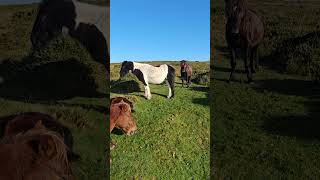 Autumn Rest Dartmoor Ponies Sunlit Scene ponies Dartmoor autumn slowtv nature [upl. by Ahsercul]