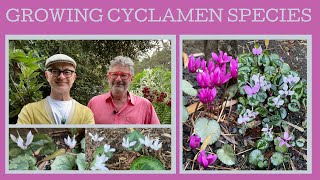 How to grow species Cyclamen 10 species that give you flowers in every season [upl. by Konstance613]