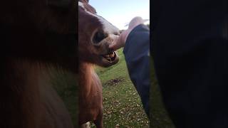 Horse bit my hand off for it horse wildlife animals [upl. by Latsyrk]