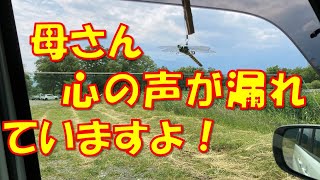 ９５母 認知症進行中 オニヤンマその後 [upl. by Leryt]