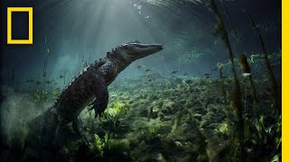 Meet the Residents of Everglades National Park  Americas National Parks [upl. by Ennaj]