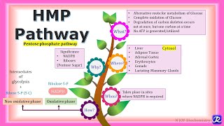 17 HMP pathway  Carbohydrate metabolism  Biochemistry  NJOY Biochemistry [upl. by Nairim]