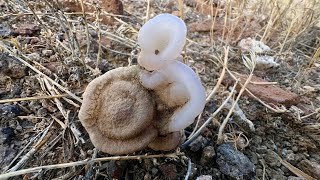 Casper the friendly botryoidal chalcedony [upl. by Ainavi503]