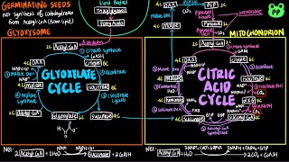 The Glyoxylate Cycle  CAC amp ETC 02  Biochemistry  PP Notes  Lehninger 6E Ch 164 [upl. by Lemay109]