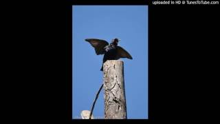 Sturnus vulgaris song [upl. by Kreda]