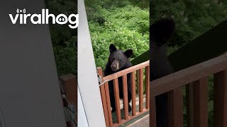 Alaskan Black Bear Gets Gently Mothered  ViralHog [upl. by Adnirim]