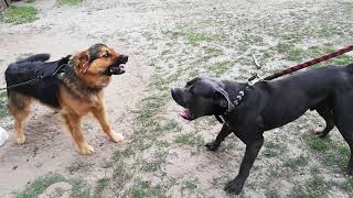 Cane Corso vs German Shepherd [upl. by Conyers237]