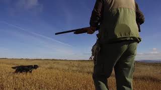 Espectacular vídeo de Caza de codornices con perro en España con DRONE [upl. by Wulf]