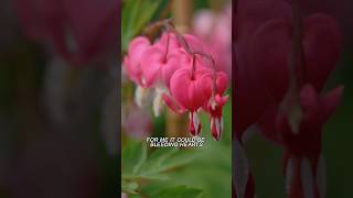 The common names for Dicentra Wish you had more of these in your garden plants garden [upl. by Lechar]