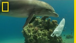 How We Can Keep Plastics Out of Our Ocean  National Geographic [upl. by Henka782]