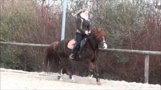 Dressurtraining Serienwechsel Trabverstärkung [upl. by Eerok]