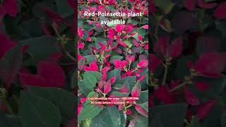 poinsettia poinsettias red indoorplants profit plants decoration indiaprofitable subscribe [upl. by Ecilegna207]