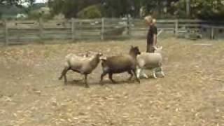 Australian Cattle Dogs Herding Sheep [upl. by Caren]