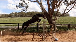 Finding out how high my horses can free jump [upl. by Sarazen]