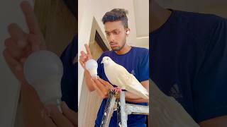 Kabuter Ne acha Kaam Kiya Mere Liye  reaction pigeon skpigeonloft shorts [upl. by Aziram]