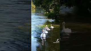 Cisnes en High Park Toronto Ontario Canadá 🇨🇦 [upl. by Inhoj]