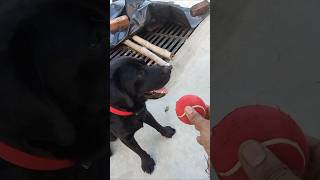 dog sound  dog  dog barking sound  dog barking  dog fight  dog video  dog voice  dogri song [upl. by Suoivart]