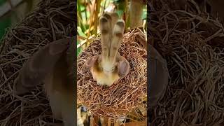 Brown prinia Bird sees small baby hungry [upl. by Elehcir]