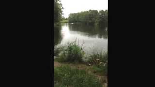 Horns dam fishery specimen main lake corse carp fishing 2014 June lake view [upl. by Avram]