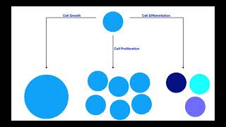 Cell Growth VS Cell Proliferation VS Cell Differentiation [upl. by Ellecrag]