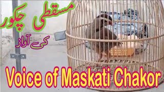 Maskati Chakor ki awaz  Layyah Birds paradise [upl. by Howe115]