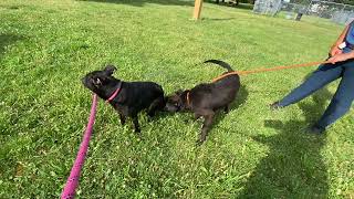 Jessamine amp Calloway leash test [upl. by Girardi]