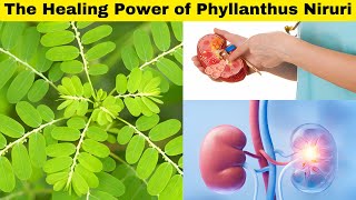 Phyllanthus Niruri Benefits [upl. by Carey101]