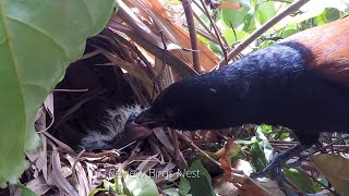 Greater Coucal Bird brings food to feed them babies [upl. by Rheta85]