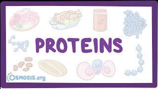 Proteins [upl. by Eillam816]