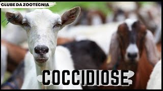 Conheça a COCCIDIOSE OU EIMERIOSE DOENÇA PARASITÁRIA DE RUMINANTES [upl. by Frederico]