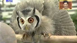 Meet the incredible Japanese transforming owl [upl. by Ralli565]